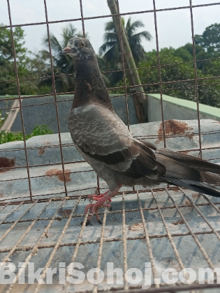 বাচ্চা কবুতর